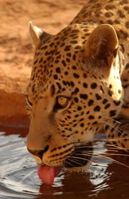 leopard-drinking-water.jpg