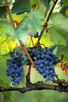 grapes-on-vine.jpg