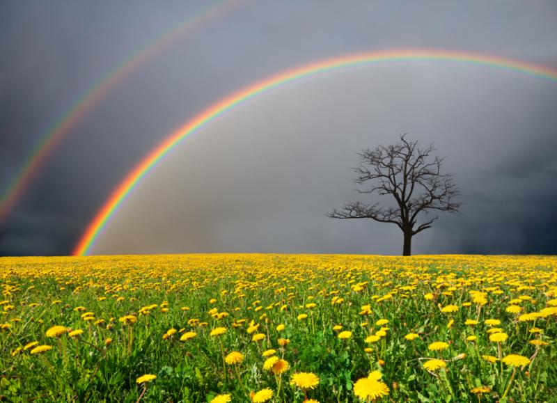 dandelion_field_rainbow.jpg